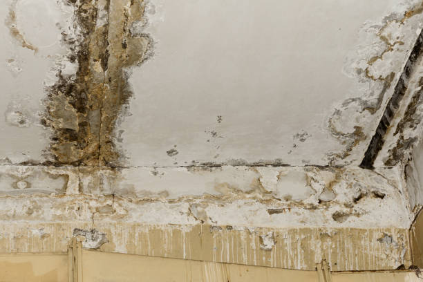 Environmental Consulting for Mold Prevention in Bellefonte, DE